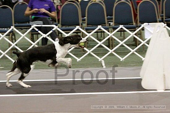 Dawg Derby Flyball Tournement<br />July 12, 2009<br />Classic Center<br />Athens, Ga