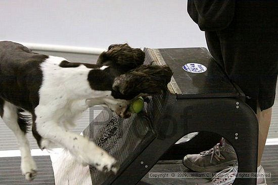 Dawg Derby Flyball Tournement<br />July 12, 2009<br />Classic Center<br />Athens, Ga