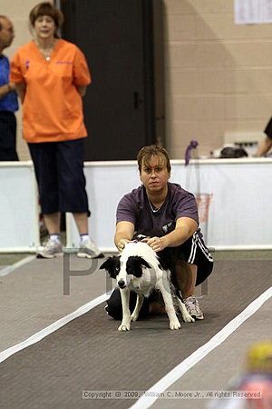 Dawg Derby Flyball Tournement<br />July 12, 2009<br />Classic Center<br />Athens, Ga