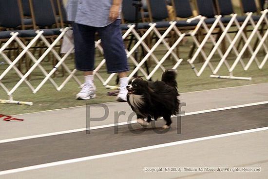 Dawg Derby Flyball Tournement<br />July 12, 2009<br />Classic Center<br />Athens, Ga