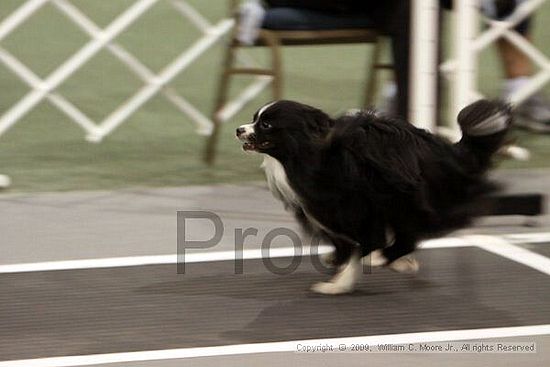 Dawg Derby Flyball Tournement<br />July 12, 2009<br />Classic Center<br />Athens, Ga