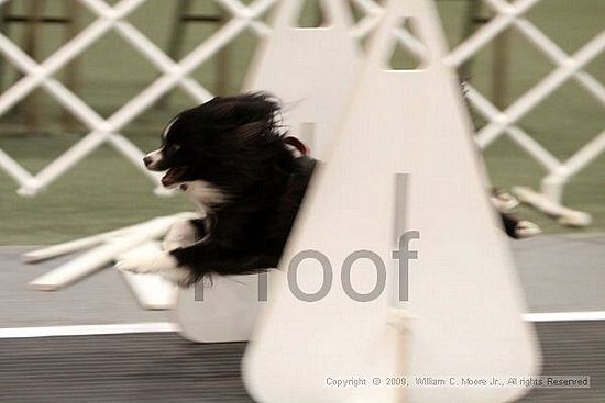 Dawg Derby Flyball Tournement<br />July 12, 2009<br />Classic Center<br />Athens, Ga