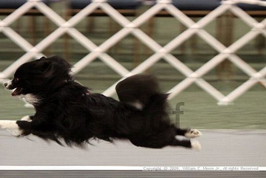 Dawg Derby Flyball Tournement<br />July 12, 2009<br />Classic Center<br />Athens, Ga