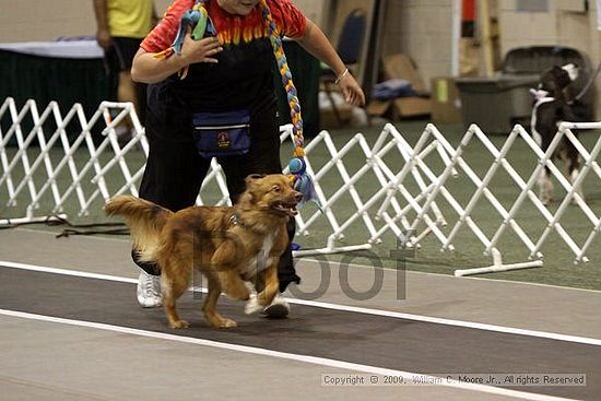 Dawg Derby Flyball Tournement<br />July 12, 2009<br />Classic Center<br />Athens, Ga