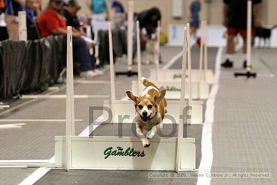 Dawg Derby Flyball Tournement<br />July 12, 2009<br />Classic Center<br />Athens, Ga