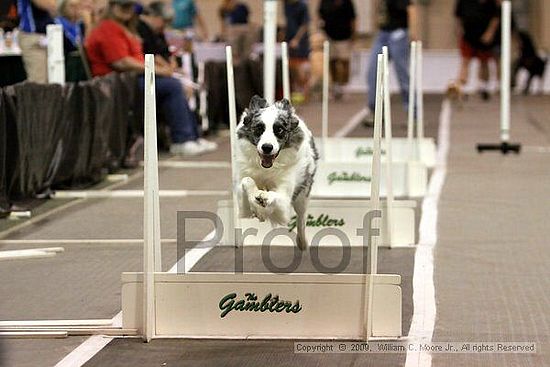 Dawg Derby Flyball Tournement<br />July 12, 2009<br />Classic Center<br />Athens, Ga