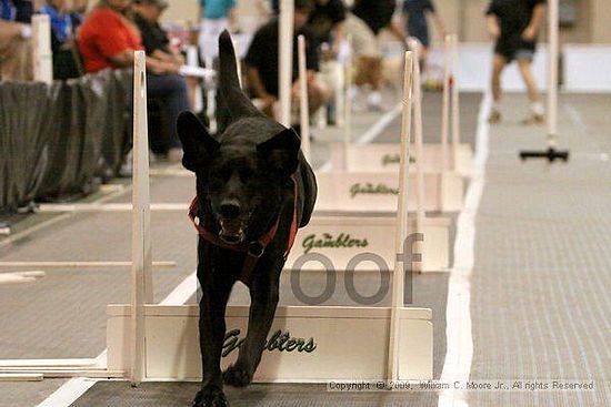 Dawg Derby Flyball Tournement<br />July 12, 2009<br />Classic Center<br />Athens, Ga