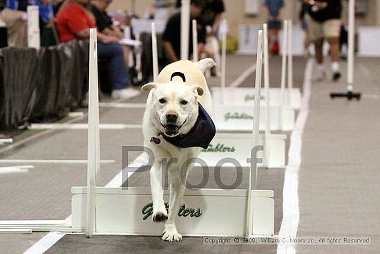 Dawg Derby Flyball Tournement<br />July 12, 2009<br />Classic Center<br />Athens, Ga