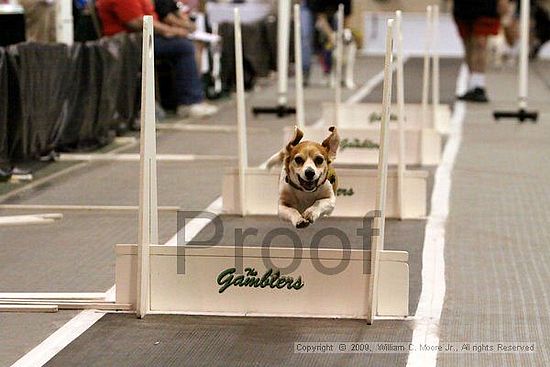 Dawg Derby Flyball Tournement<br />July 12, 2009<br />Classic Center<br />Athens, Ga