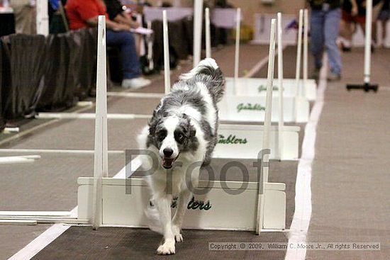 Dawg Derby Flyball Tournement<br />July 12, 2009<br />Classic Center<br />Athens, Ga