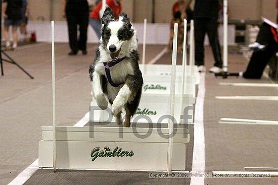 Dawg Derby Flyball Tournement<br />July 12, 2009<br />Classic Center<br />Athens, Ga