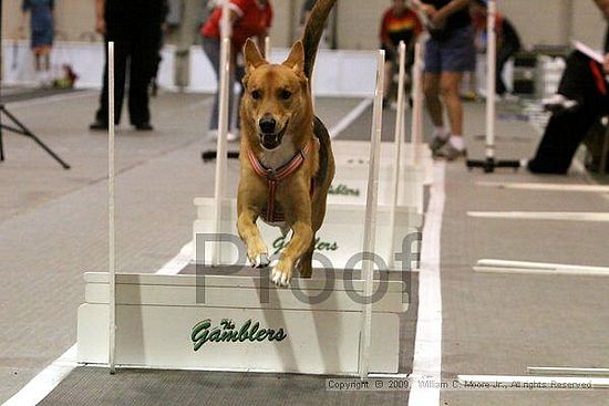 Dawg Derby Flyball Tournement<br />July 12, 2009<br />Classic Center<br />Athens, Ga