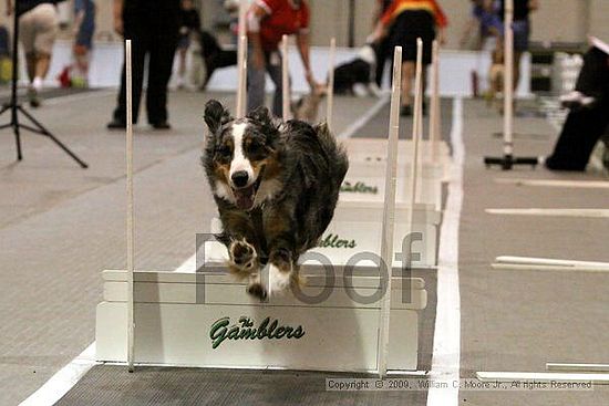 Dawg Derby Flyball Tournement<br />July 12, 2009<br />Classic Center<br />Athens, Ga