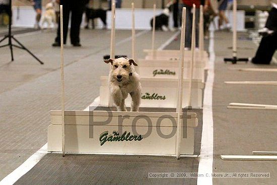 Dawg Derby Flyball Tournement<br />July 12, 2009<br />Classic Center<br />Athens, Ga