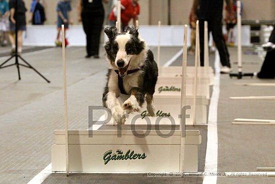 Dawg Derby Flyball Tournement<br />July 12, 2009<br />Classic Center<br />Athens, Ga