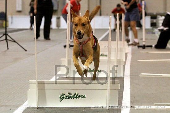 Dawg Derby Flyball Tournement<br />July 12, 2009<br />Classic Center<br />Athens, Ga