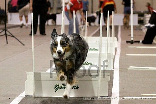 Dawg Derby Flyball Tournement<br />July 12, 2009<br />Classic Center<br />Athens, Ga