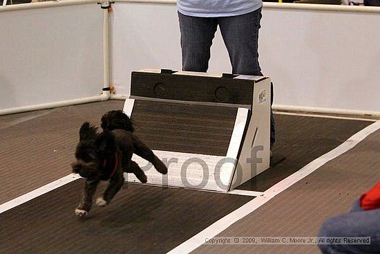 Dawg Derby Flyball Tournement<br />July 12, 2009<br />Classic Center<br />Athens, Ga