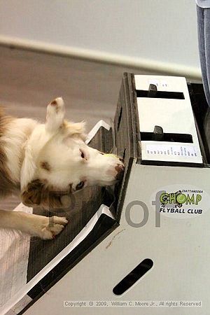 Dawg Derby Flyball Tournement<br />July 12, 2009<br />Classic Center<br />Athens, Ga