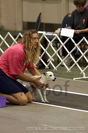 Dawg Derby Flyball Tournement<br />July 12, 2009<br />Classic Center<br />Athens, Ga