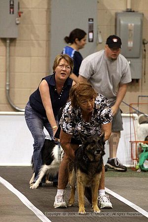 Dawg Derby Flyball Tournement<br />July 12, 2009<br />Classic Center<br />Athens, Ga