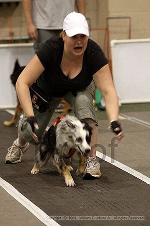 Dawg Derby Flyball Tournement<br />July 12, 2009<br />Classic Center<br />Athens, Ga