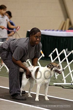 Dawg Derby Flyball Tournement<br />July 12, 2009<br />Classic Center<br />Athens, Ga