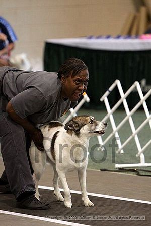 Dawg Derby Flyball Tournement<br />July 12, 2009<br />Classic Center<br />Athens, Ga