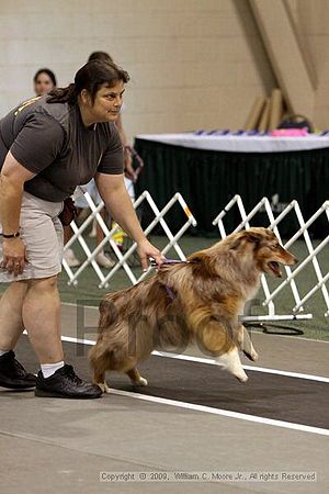 Dawg Derby Flyball Tournement<br />July 12, 2009<br />Classic Center<br />Athens, Ga