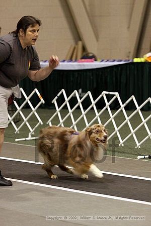 Dawg Derby Flyball Tournement<br />July 12, 2009<br />Classic Center<br />Athens, Ga