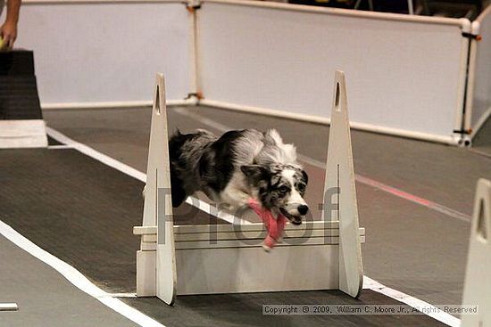 Dawg Derby Flyball Tournement<br />July 12, 2009<br />Classic Center<br />Athens, Ga