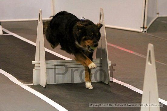 Dawg Derby Flyball Tournement<br />July 12, 2009<br />Classic Center<br />Athens, Ga