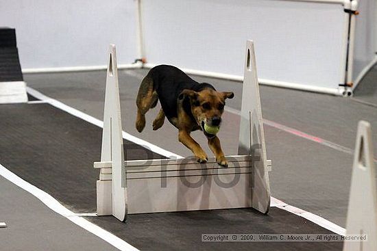 Dawg Derby Flyball Tournement<br />July 12, 2009<br />Classic Center<br />Athens, Ga