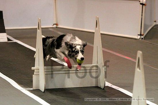 Dawg Derby Flyball Tournement<br />July 12, 2009<br />Classic Center<br />Athens, Ga