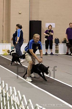 Dawg Derby Flyball Tournement<br />July 12, 2009<br />Classic Center<br />Athens, Ga