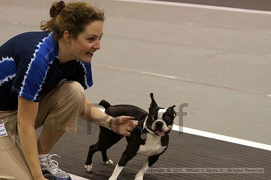 Dawg Derby Flyball Tournement<br />July 12, 2009<br />Classic Center<br />Athens, Ga