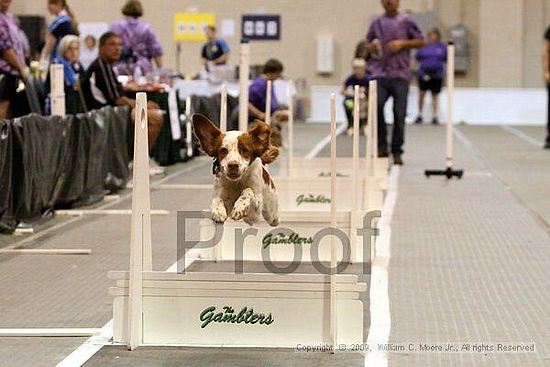 Dawg Derby Flyball Tournement<br />July 12, 2009<br />Classic Center<br />Athens, Ga