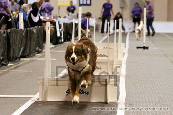 Dawg Derby Flyball Tournement<br />July 12, 2009<br />Classic Center<br />Athens, Ga