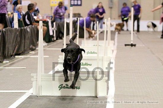 Dawg Derby Flyball Tournement<br />July 12, 2009<br />Classic Center<br />Athens, Ga