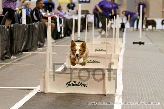 Dawg Derby Flyball Tournement<br />July 12, 2009<br />Classic Center<br />Athens, Ga