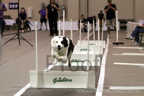 Dawg Derby Flyball Tournement<br />July 12, 2009<br />Classic Center<br />Athens, Ga