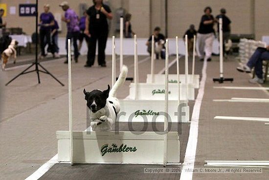 Dawg Derby Flyball Tournement<br />July 12, 2009<br />Classic Center<br />Athens, Ga