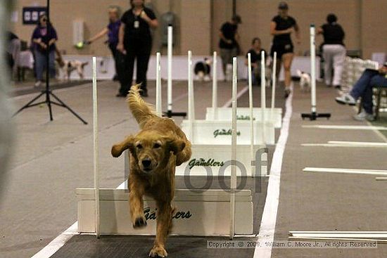 Dawg Derby Flyball Tournement<br />July 12, 2009<br />Classic Center<br />Athens, Ga