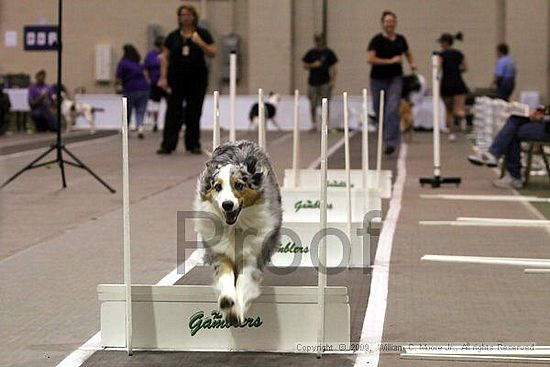 Dawg Derby Flyball Tournement<br />July 12, 2009<br />Classic Center<br />Athens, Ga