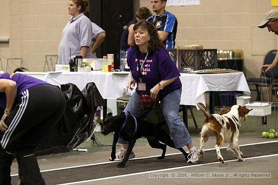 Dawg Derby Flyball Tournement<br />July 12, 2009<br />Classic Center<br />Athens, Ga