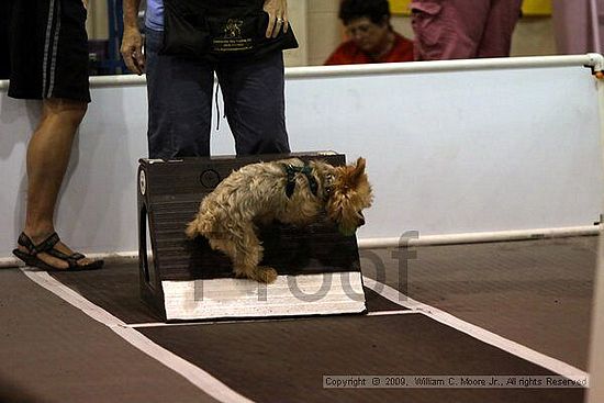 Dawg Derby Flyball Tournement<br />July 12, 2009<br />Classic Center<br />Athens, Ga