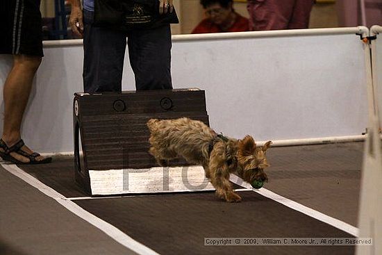 Dawg Derby Flyball Tournement<br />July 12, 2009<br />Classic Center<br />Athens, Ga