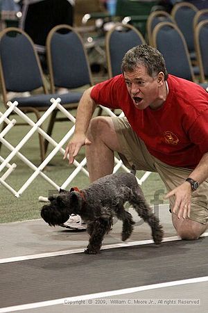 Dawg Derby Flyball Tournement<br />July 12, 2009<br />Classic Center<br />Athens, Ga