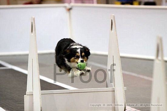 Dawg Derby Flyball Tournement<br />July 12, 2009<br />Classic Center<br />Athens, Ga