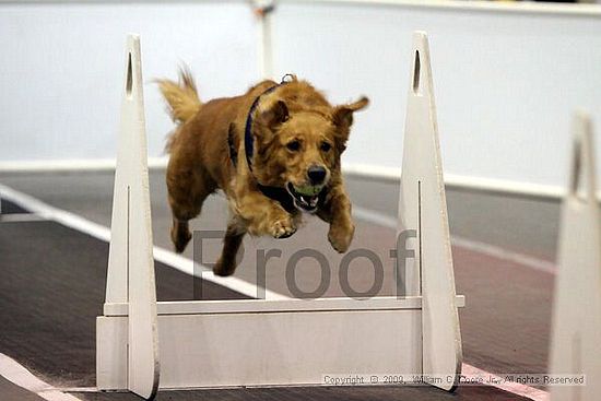 Dawg Derby Flyball Tournement<br />July 12, 2009<br />Classic Center<br />Athens, Ga